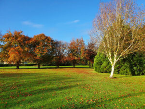 Dog-Friendly Accommodation at Moyvalley Hotel & Golf Resort, Moyvalley, Co. Kildare